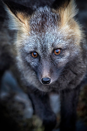 Cascade Fox - Cross Phase