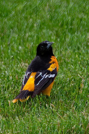 Baltimore Oriole, Male