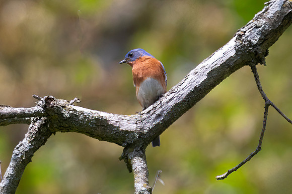 Eastern Bluebird, Male