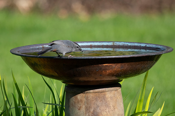 Gray Catbird