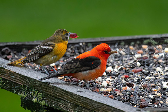 Scarlet Tanager, Baltimore Oriole