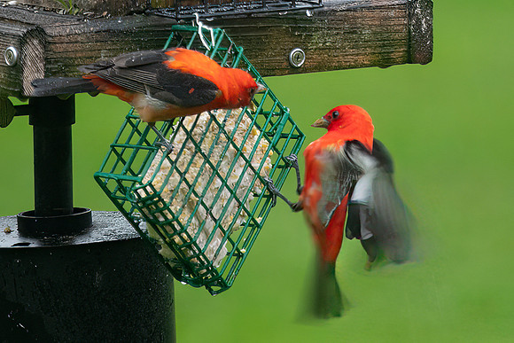 Male Scarlet Tanager Skirmish