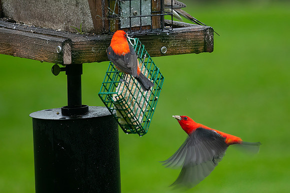 Male Scarlet Tanagers