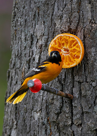 Baltimore Oriole, Male