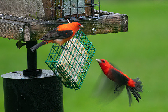 Male Scarlet Tanagers