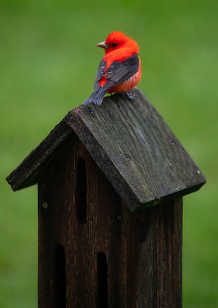 Scarlet Tanager, Male