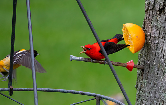 Baltimore Oriole and Male Scarlet Tanager