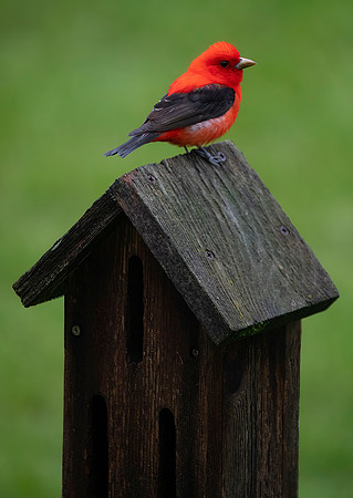 Scarlet Tanager, Male