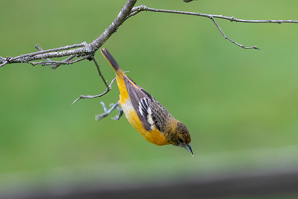 Diving Baltimore Oriole, Female