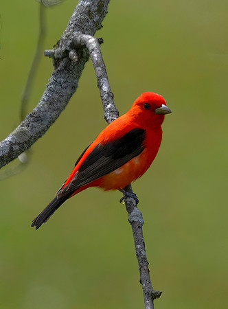 Scarlet Tanager, Male