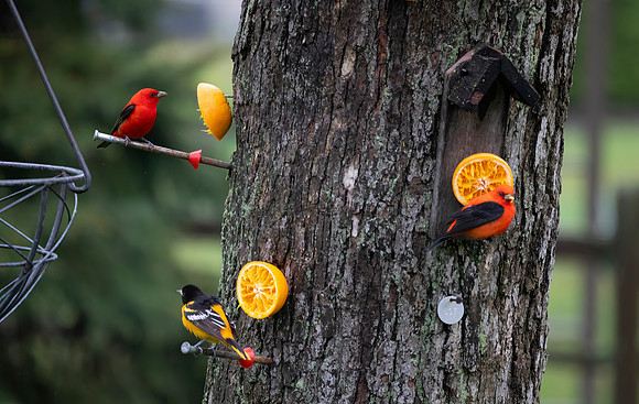 Scarlet Tanagers and Baltimore Oriole