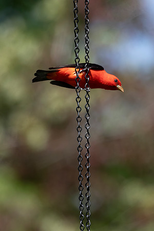 Scarlet Tanager, Male