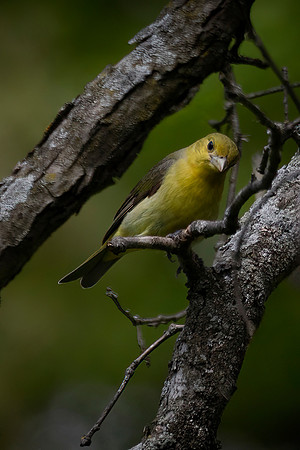 Scarlet Tanager, Female