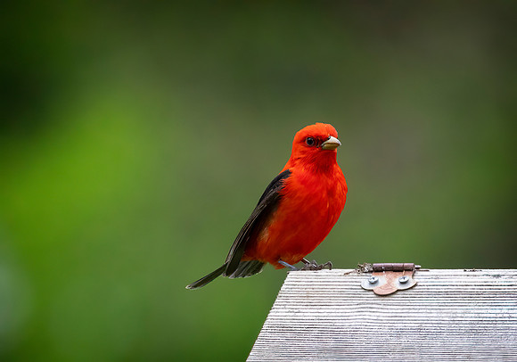 Scarlet Tanager, Male