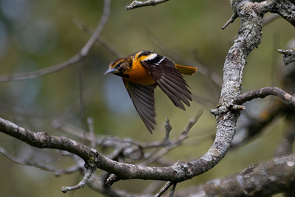 Male Bullock's Oriole in Flight