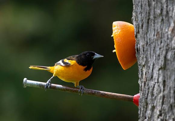 Baltimore Oriole, Male