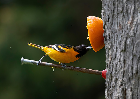 Baltimore Oriole, Male