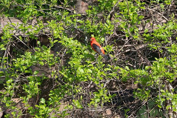 Scarlet Tanager, Male