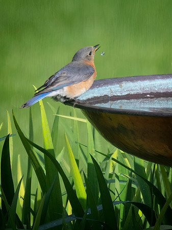Eastern Bluebird, Female