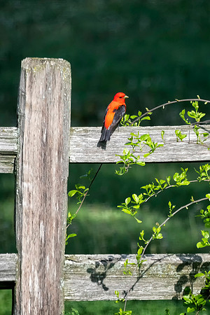 Scarlet Tanager, Male
