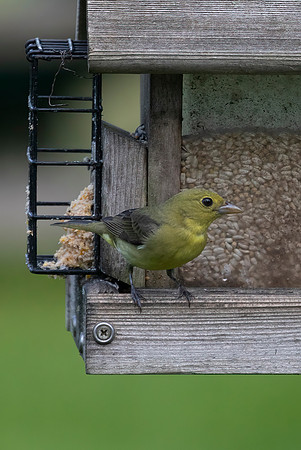 Scarlet Tanager, Female