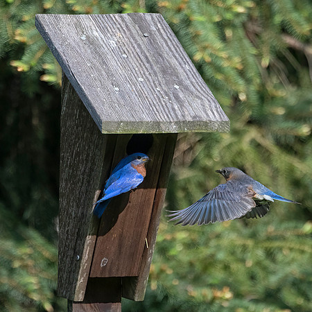 Nesting Eastern Bluebirds
