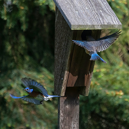 Nesting Eastern Bluebirds