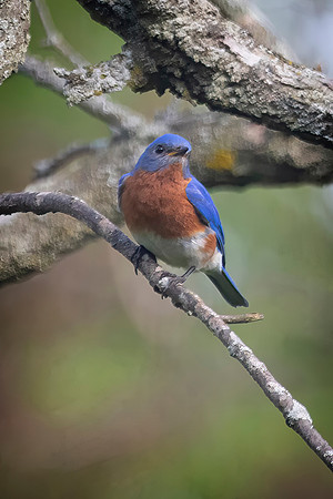 Eastern Bluebird, Male