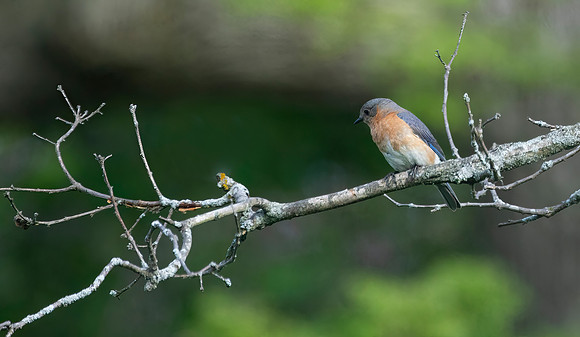 Eastern Bluebird, Female