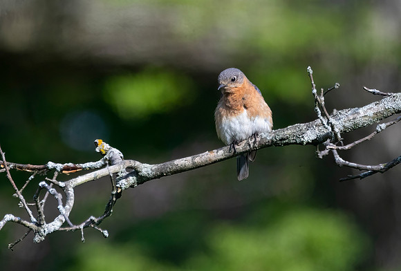 Eastern Bluebird, Male