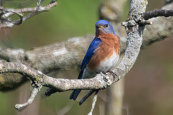 Eastern Bluebird, Male