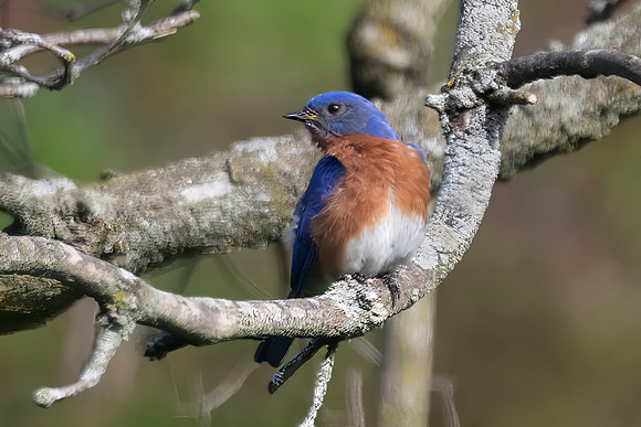 Eastern Bluebird, Male