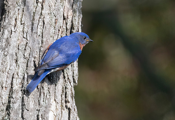 Eastern Bluebird, Male