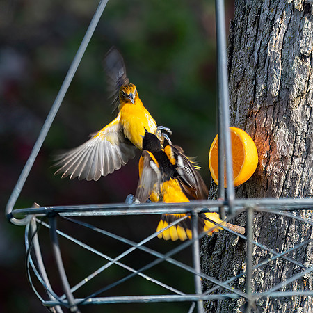Baltimore Oriole Skirmish
