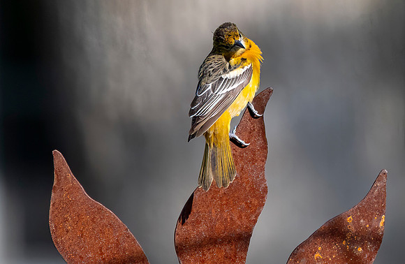 Baltimore Oriole, Female