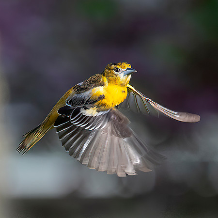 Baltimore Oriole in Flight