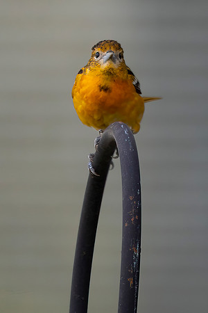 Baltimore Oriole, Juvenile