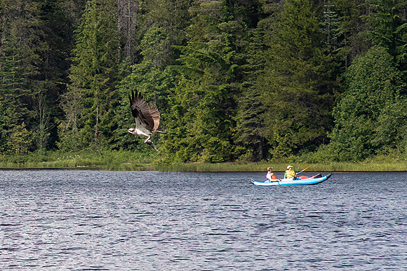 Osprey with Catch