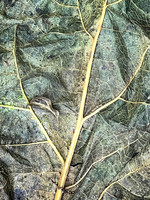 Leaf Veins