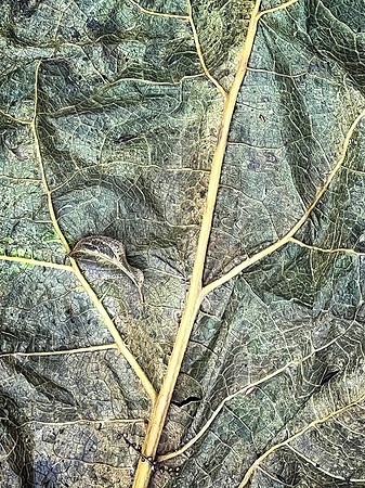 Leaf Veins