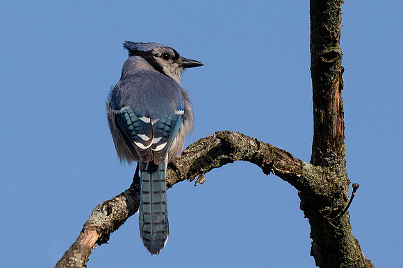 Blue Jay