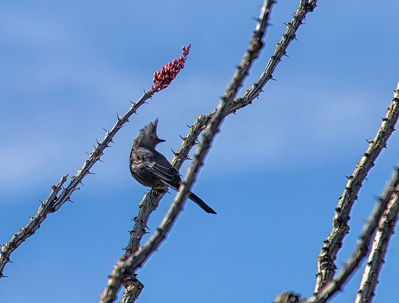 Phainopepla