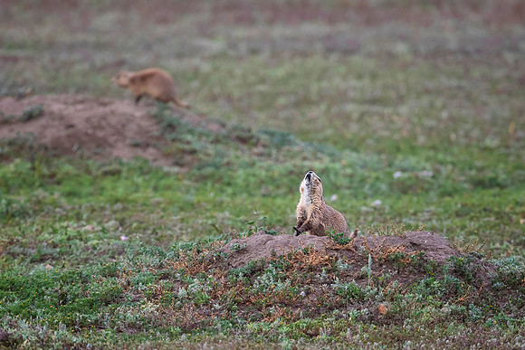Prairie Dog