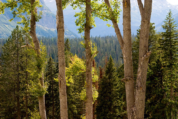 Spring Trees, Glacier National Park, MT