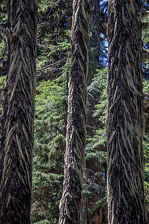 Trees and Moss, High Prairie Trail, Mt. Hood, OR