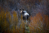 Cow Moose in Willows