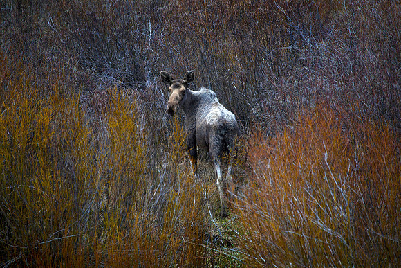 Cow Moose in Willows