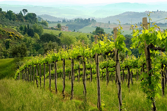 Vineyard Hillside, San Gimignano, Italy