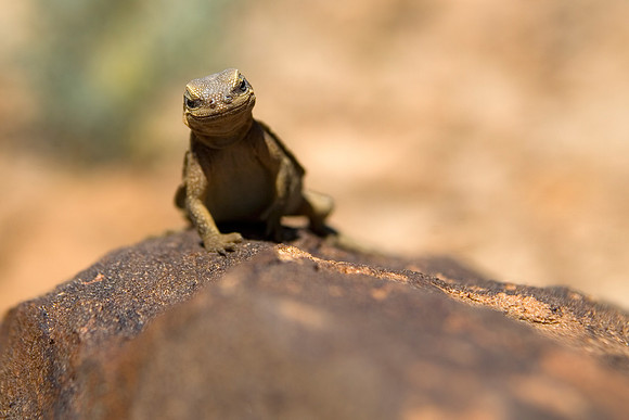 Juvenile Chuckwalla