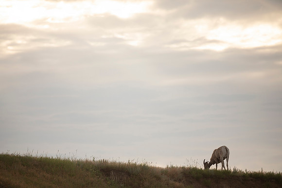 Big Horn Ewe